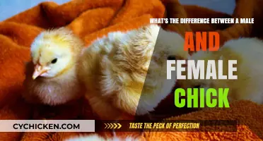 Male vs Female Chicks: Spot the Difference