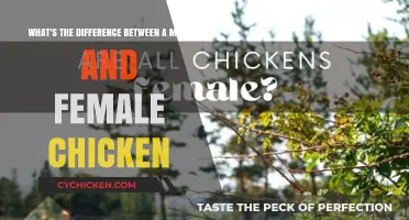 Male vs Female Chickens: What's the Difference?