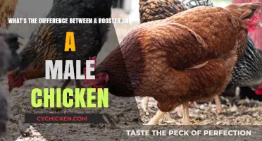 Roosters vs Male Chickens: What's the Real Difference?