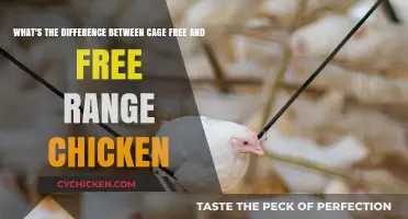 Cage-Free vs. Free-Range: Understanding Chicken Labels