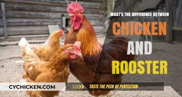 Chicken vs. Rooster: Unraveling the Key Differences and Similarities