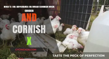 Rock Cornish Chicken vs Cornish X: What's the Difference?