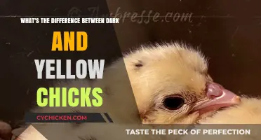 Dark vs Yellow Chicks: What's the Difference?