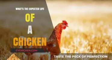 Understanding the Average Lifespan of Chickens: Factors and Expectations