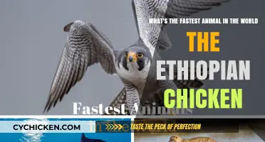The Ethiopian Chicken: Nature's Fastest Wonder