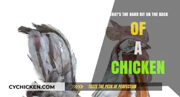 Exploring the Hard Cartilage on a Chicken's Back