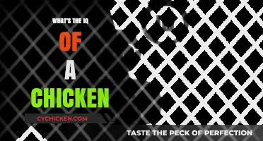 Unveiling the Surprising Intelligence of Chickens: What's Their IQ?