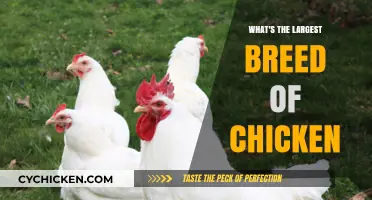 Discovering the Majestic Jersey Giant: The Largest Chicken Breed