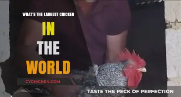Discovering the World's Largest Chicken Breed: A Giant Among Poultry