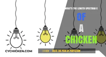 Chicken Anatomy: Spectral Length Secrets