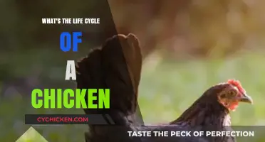 From Egg to Flock: Understanding the Chicken's Life Cycle