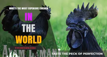 Costly Cluckers: The World's Priciest Poultry