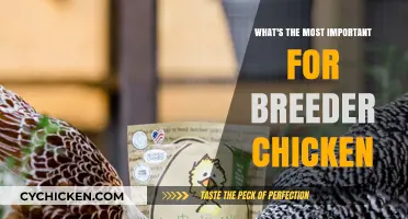 Breeder Chicken Success: Key Factors for Optimal Flock Health & Productivity