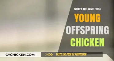 The Name Game: What Do You Call a Baby Chicken?
