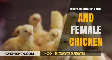 Chicken Gender: Naming Male and Female Birds