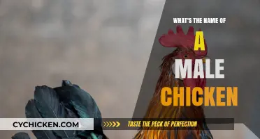 What’s the Name of a Male Chicken? Uncovering the Truth