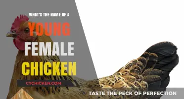Young Female Chickens: What's in a Name?