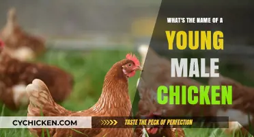 Chicks to Cocks: Naming Young Male Chickens