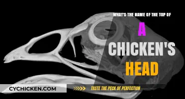 The Comb: A Chicken's Crowning Glory