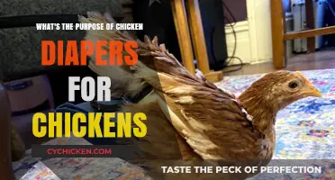Why Do Chickens Wear Diapers?