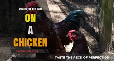 Understanding the Red Comb and Wattle on Chickens: A Guide