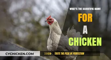 Unveiling the Scientific Name for Chickens: Gallus gallus domesticus Explained
