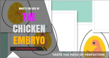 Understanding the Size of a Chicken Embryo During Development