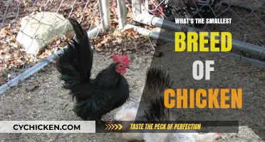 Discover the Tiniest Chicken Breed: A Guide to Miniature Poultry