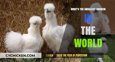 Discovering the World's Tiniest Chicken Breed: A Fascinating Exploration
