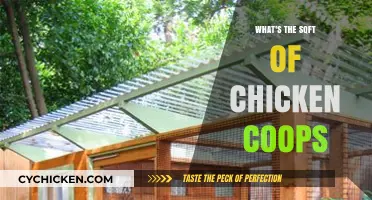 Optimal Space: How Big Should Your Chicken Coop Be?
