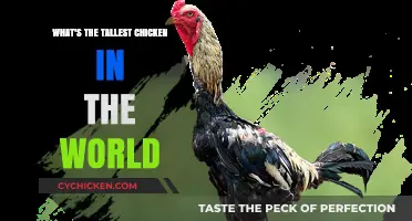 Discover the World's Tallest Chicken Breed: A Surprising Record Holder