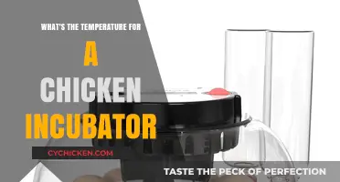 Optimal Chicken Incubator Temperature Guide for Successful Hatching