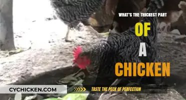 Discovering the Thickest Part of a Chicken: Anatomy and Cooking Tips