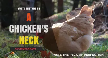 The Intriguing Waddle: What's That Thing on a Chicken's Neck?