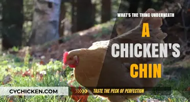 The Chicken's Chin: What's That Waddle?