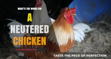 Neutered Chicken: Understanding the Term for a Modified Rooster