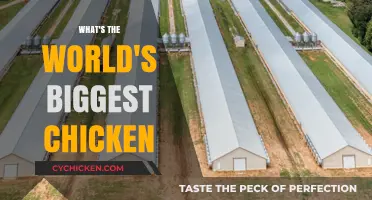 Discovering the World's Largest Chicken Breed: A Surprising Giant