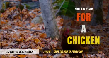 Chilly Chickens: Understanding Their Cold Tolerance Limits and Care Tips