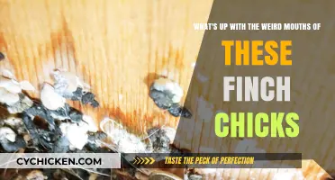 Strange Finch Beaks: What's the Deal?