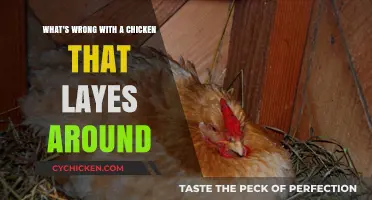 Why Is My Chicken So Lazy?
