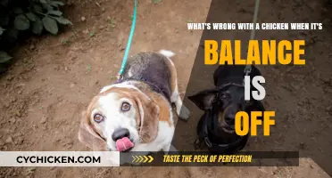 Chicken Balance: What's Wrong and How to Fix It?