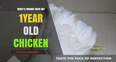 Troubleshooting Your One-Year-Old Chicken's Health and Behavior Issues