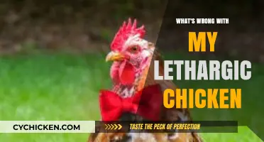 Why Is My Chicken Lethargic? Common Causes and Solutions