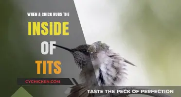 Understanding Chick Behavior: Why They Rub the Inside of Their Feathers