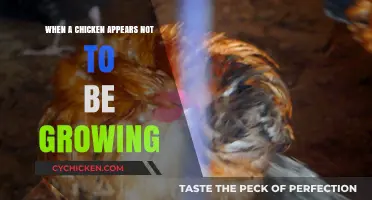 Why Your Chicken Isn't Growing: Causes and Solutions for Stunted Growth