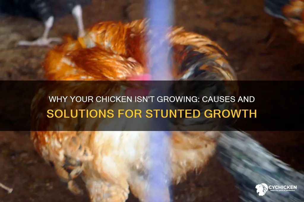 when a chicken appears not to be growing