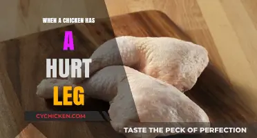Caring for Your Chicken: Healing a Hurt Leg Effectively