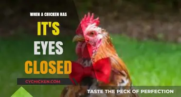 Why Chickens Close Their Eyes: Understanding Their Unique Behavior