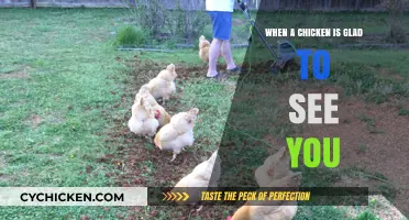 Clucks of Joy: When a Chicken's Warm Welcome Brightens Your Day
