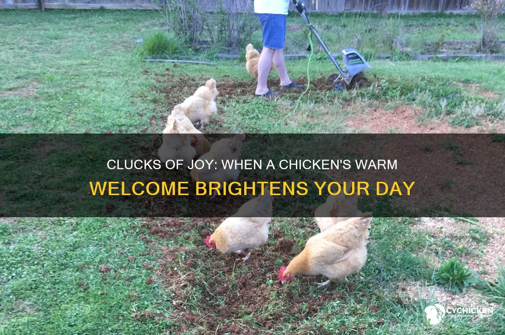when a chicken is glad to see you